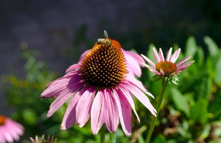echinacea flower in bloom with a bee in search of nectar for herbs for acne.