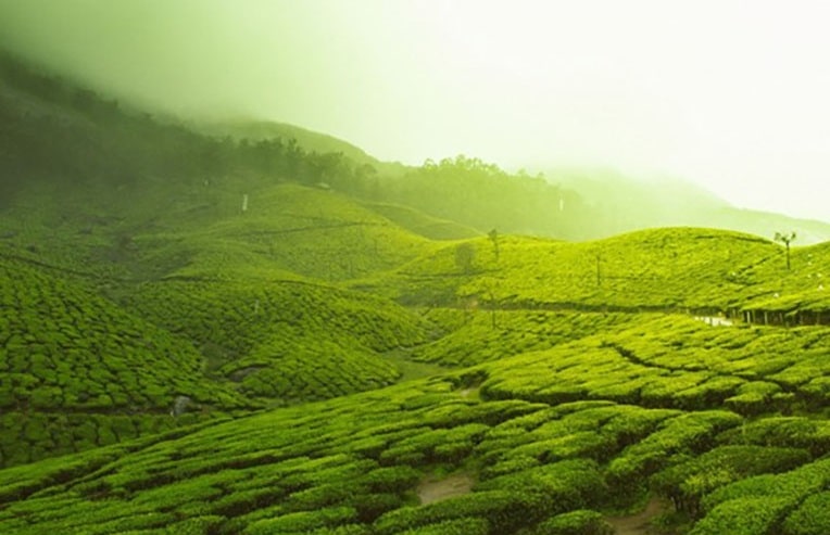 rolling green hills of tea trees for teas for healthy skin blog