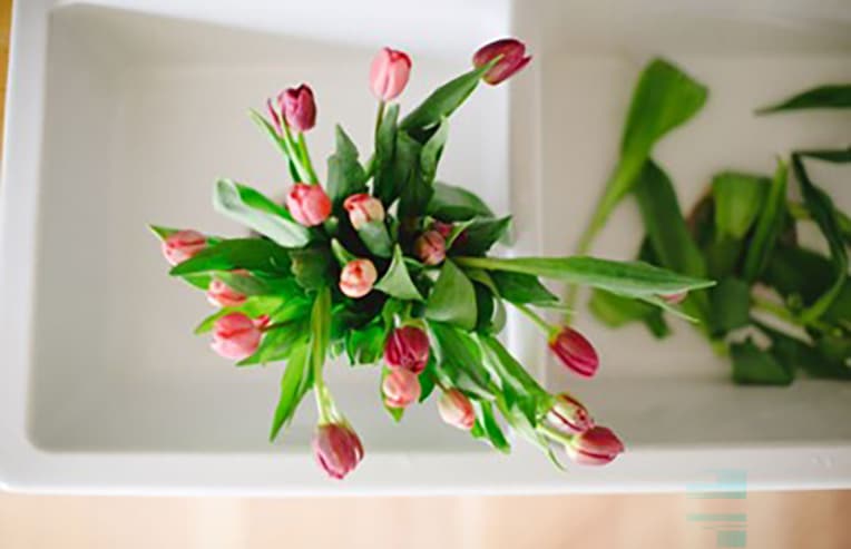 sink of fresh tulips as featured image for Follicular Phase Foods: What to Eat During Your Cycle's Spring Season