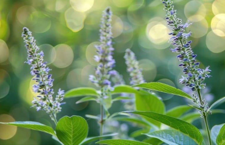 Zoomed in photo of vitex plant for herbs for perimenopause