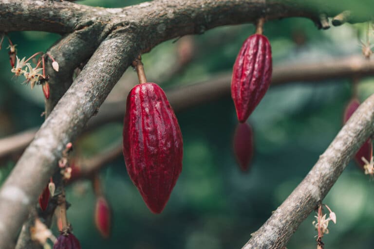 Cacao fruite on the tree