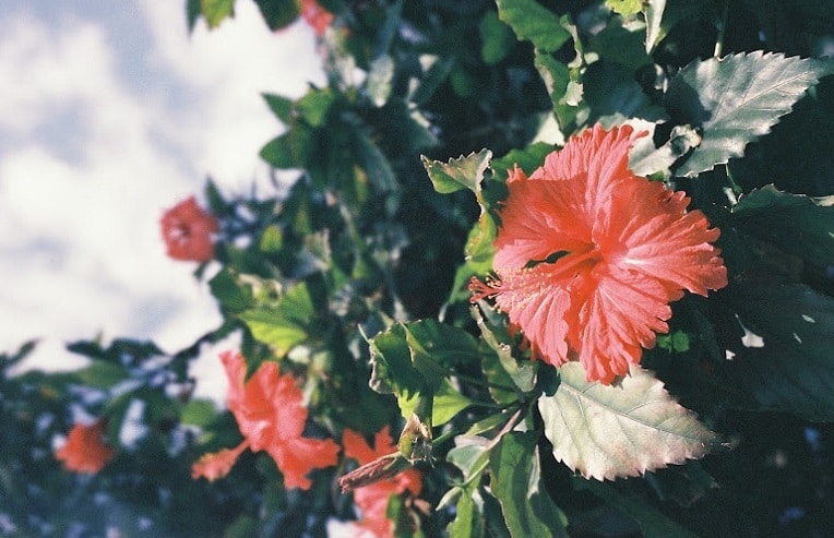 hibiscus plant for summertime wellness recipe