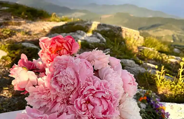 pink flowers on a mountain summer ovulation foods blog