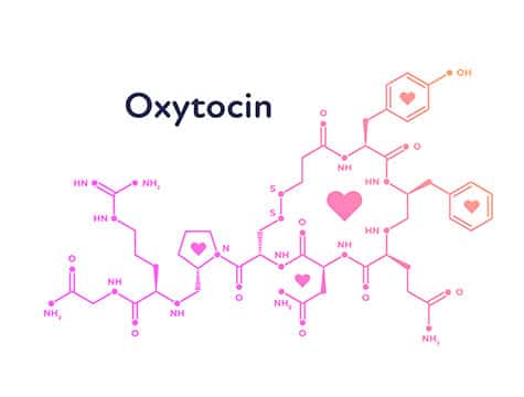 Oxytocin the love hormone