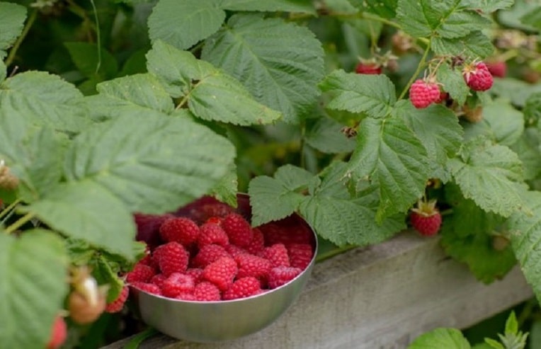 bowl of raspberries by plant for summertime wellness recipe