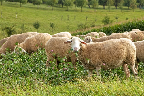 Sheep eating clover